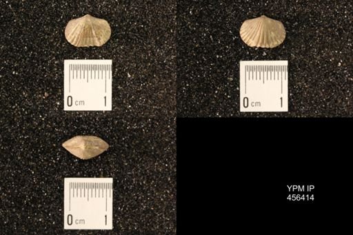 Platystrophia sp.