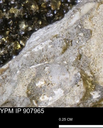 undet. Mollusca