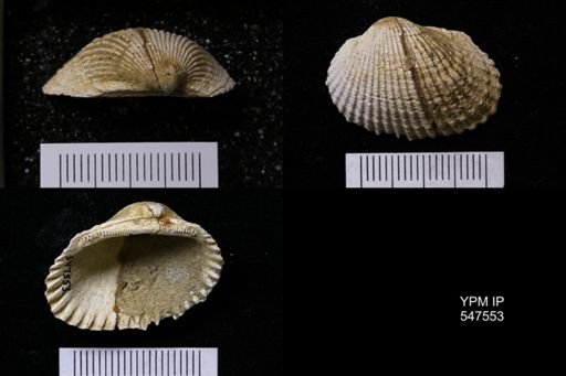 Scapharca transversa