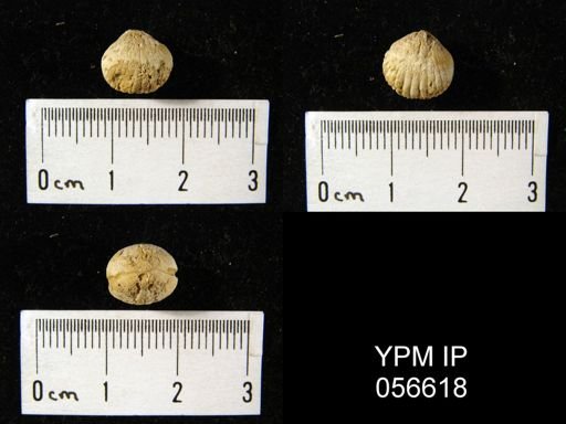 Uncinulus sp.