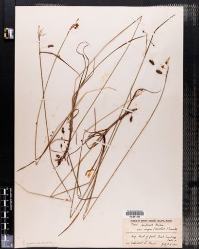 Carex paupercula