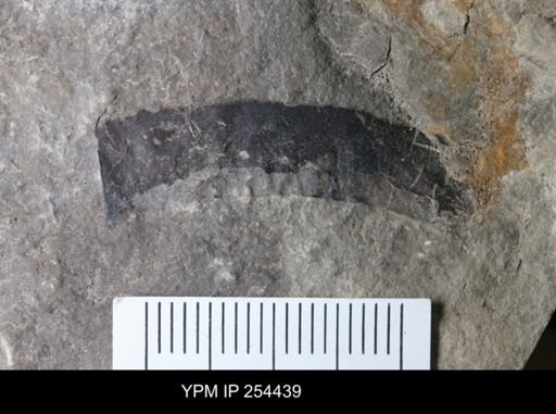 Eurypterida