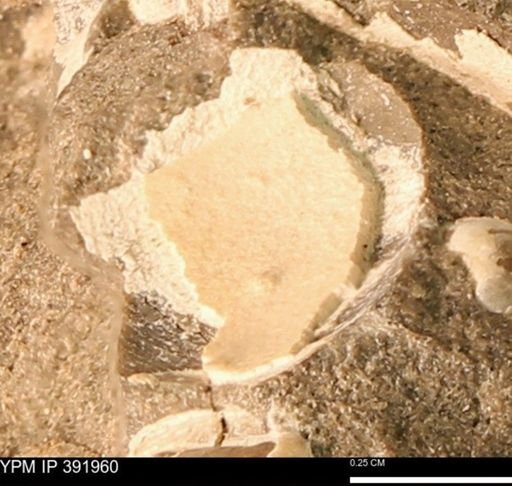 Protocardia sp.