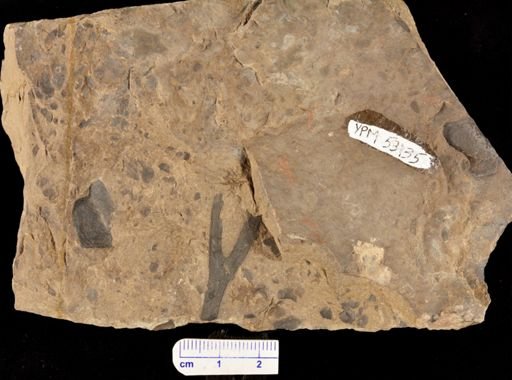 Psilophyton sp.