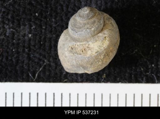 Viviparus montanaensis