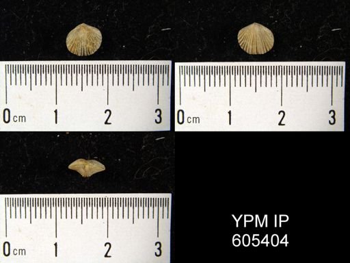Zygospira modesta