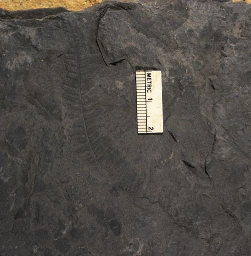 Pecopteris sp.