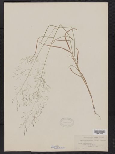 Agrostis perennans
