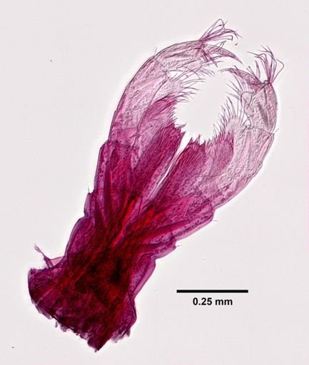 Parhyale hawaiiensis