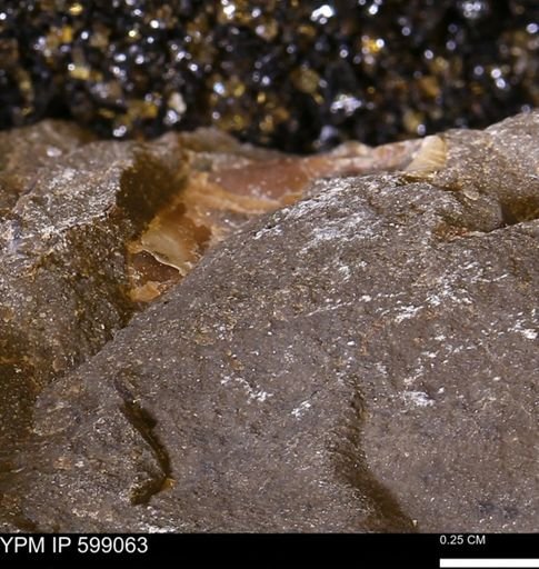 Hoploscaphites sp.