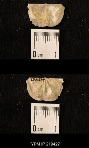 Chonetes granulifer