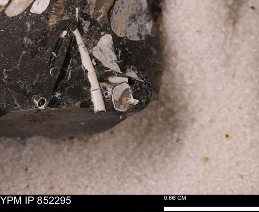 Dentalium sp.