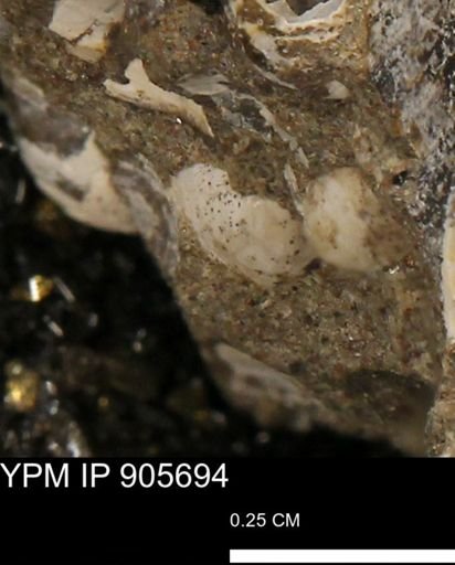 undet. Mollusca