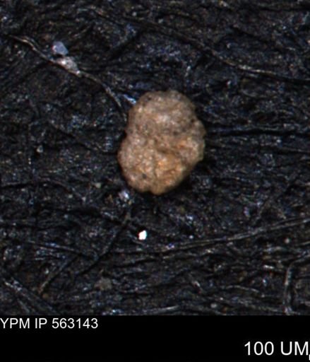Trochammina gatesensis