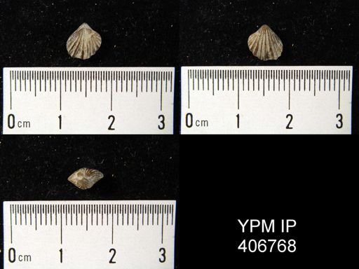 Sphenorhynchia plicatella