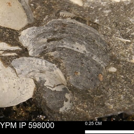 Protocardia?