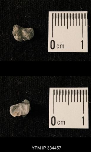 Mesolobus lioderma
