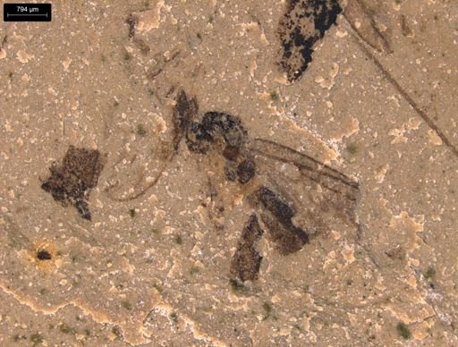 taxon undetermined