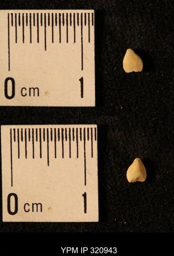 Dielasma elongatum