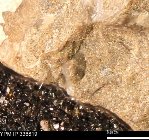 undet. Mollusca