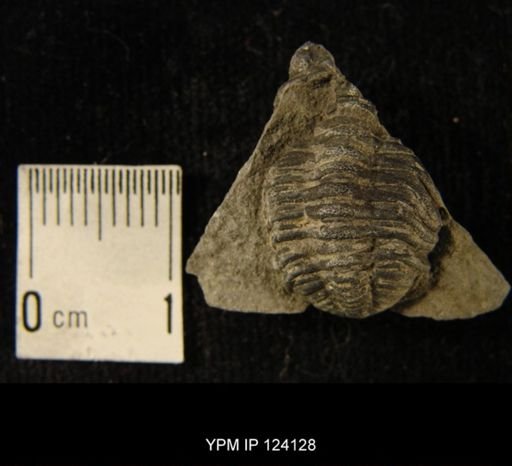 Phacops rana
