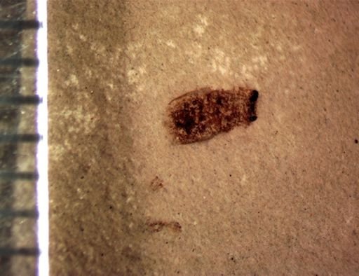 undet. Coleoptera