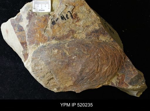 undet. Arthropoda