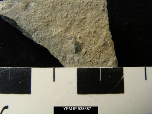 undet. Dalmanelloidea