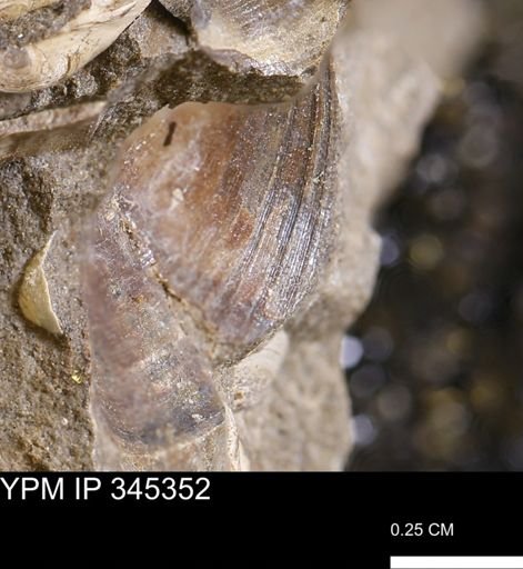 undet. Bivalvia