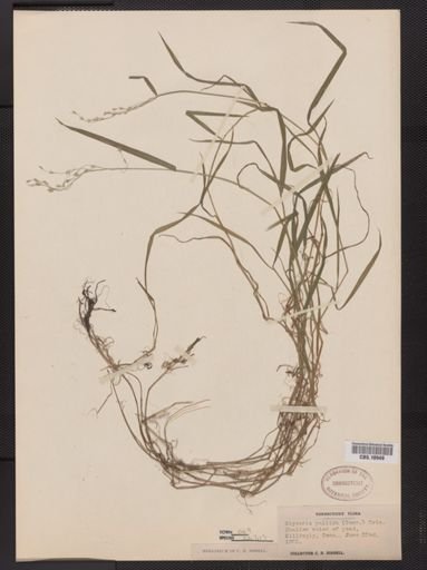 Glyceria pallida