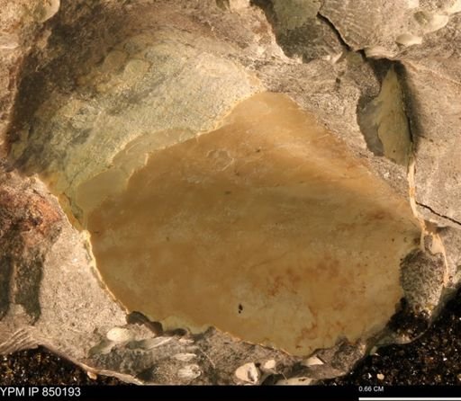Scaphitidae