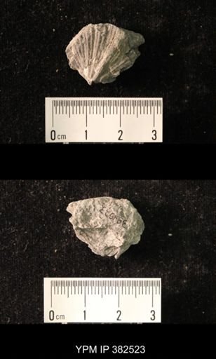 Spirifer cameratus
