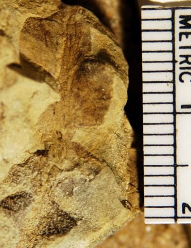 Onoclea minima