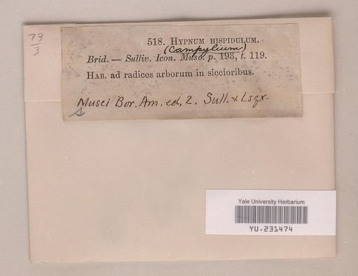 Campylium hispidulum