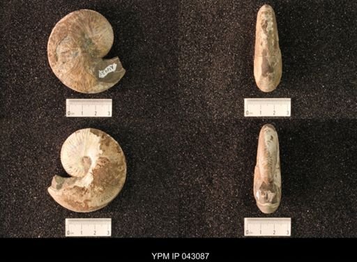 Hoploscaphites nicolletii