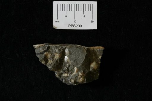 Protocardia