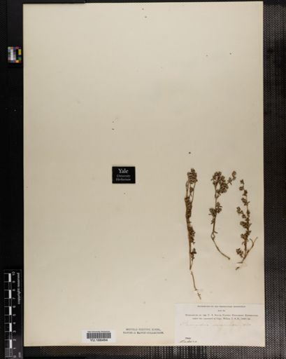 Plantae
