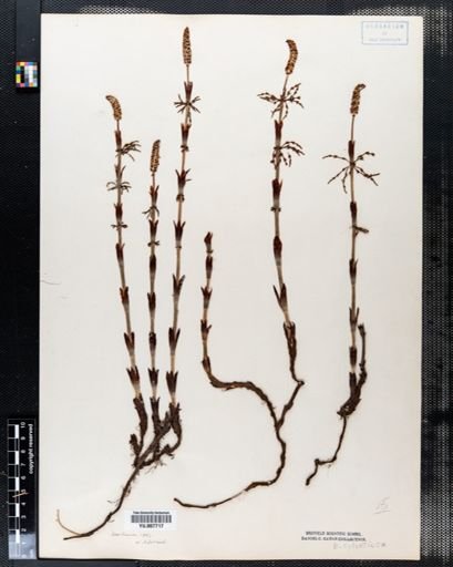 Equisetum sylvaticum