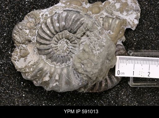 Pleuroceras costatus