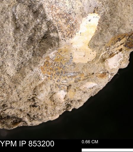 Limopsis striatopunctatus