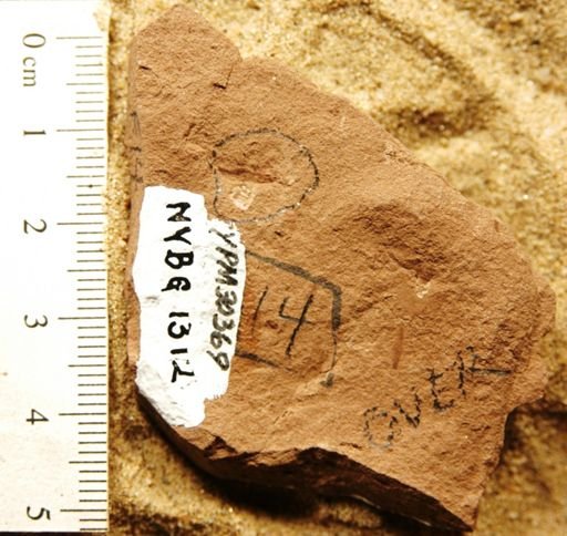 Antholithes sp.