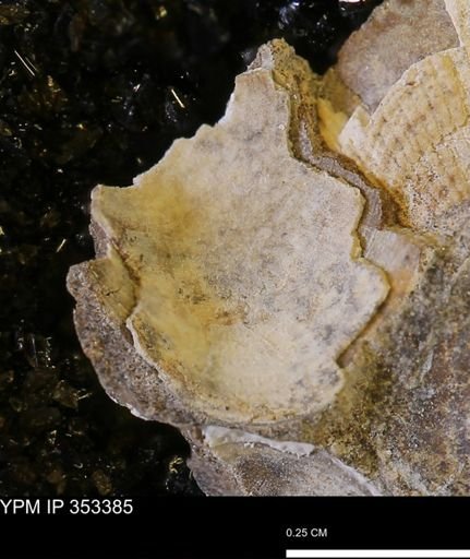 Limopsis striatopunctatus
