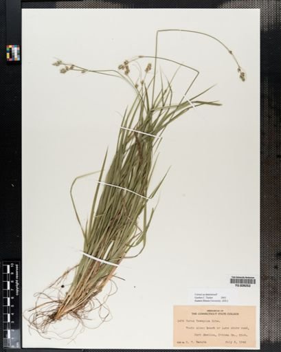 Carex deweyana