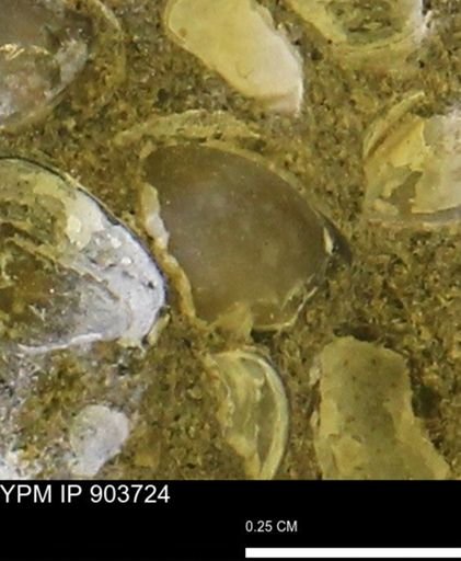 Corbulamella sp.