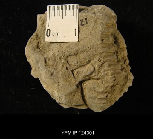 Phacops rana