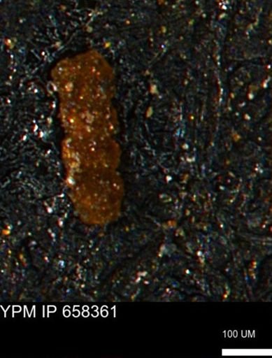 Verneuilinoides kansasensis