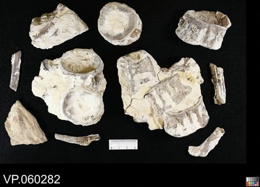 undet. Ichthyodectidae