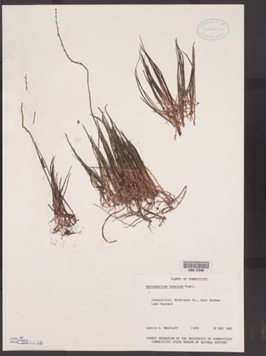 Myriophyllum tenellum