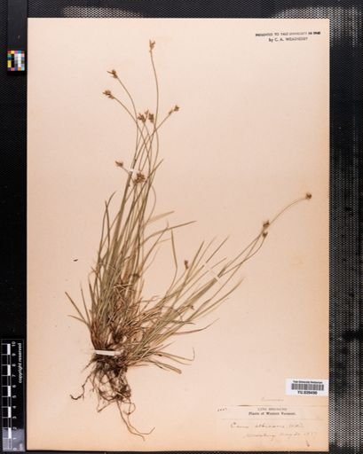 Carex emmonsii