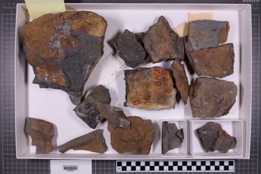mixed taxa, stratigraphic collection